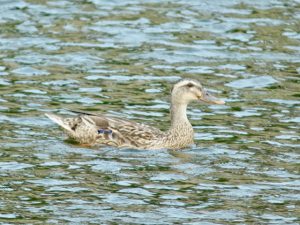 M♀28 二条大橋下流 7月26日