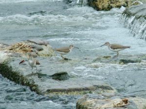 イソシギ4, 5, 6 賀茂大橋 7月26日