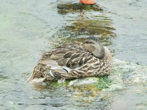 M♀18 丸太町橋 7月26日