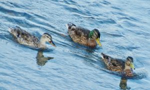 マガモ 幼い3羽 先頭の♂はまだ翼が短い 7月14日 河合橋