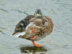 M♂19 丸太町橋 7月26日