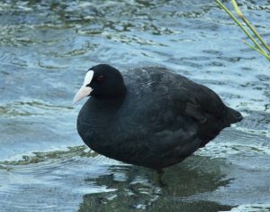オオバン 7月11日 加茂大橋下流