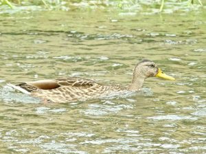 M♂14 丸太町橋下流 7月30日