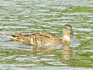 M♀12 丸太町橋上流 7月30日