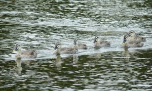 K2-K7 三条大橋 7月26日