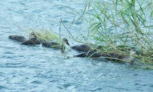 KAMSs 7月11日 河合橋 今年はじめて見たカルガモの親子