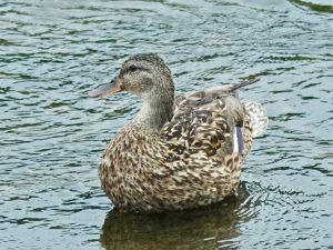 M♀2 河合橋 7月26日