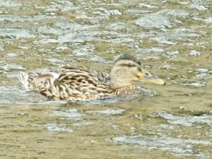 M♀27 丸太町橋下流 7月30日