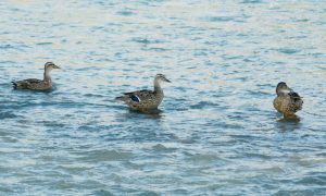 マガモ♀3羽 中はMEM? 7月11日 二条大橋