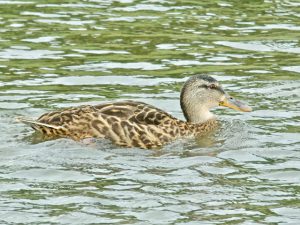 M♀9 丸太町橋上流 7月30日