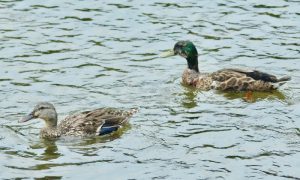 M♀16, M♂17 丸太町橋 7月26日