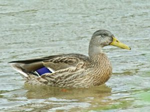 M♂5 丸太町橋上流 7月30日