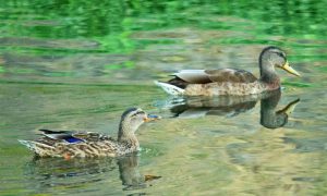 M♀9, M♂10 丸太町橋上流 8月8日