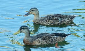 M♂19, M♀20 丸太町橋 8月8日