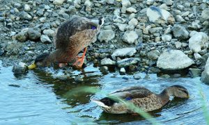 M♂5, M♂6 賀茂大橋下流 8月8日