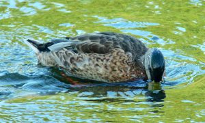 M♂16 丸太町橋 8月8日
