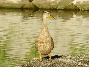 M♀42 二条大橋下流 8月8日