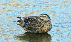 M♀34 二条大橋下流 8月8日