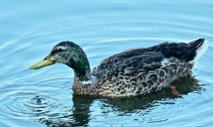 M♂18 丸太町橋 8月8日