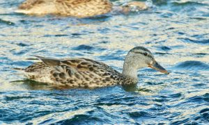 M♀31 丸太町橋下流 8月8日