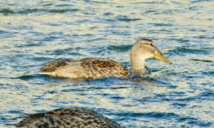 M♀32 丸太町橋下流 8月8日