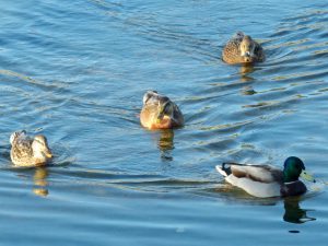 マガモ♂?（中央） 10月22日 二条大橋上流