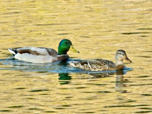 マガモ 10月22日 丸太町橋