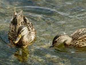 マガモ♀ 10月24日 荒神橋