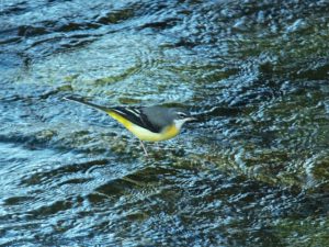 キセキレイ 10月28日 加茂大橋