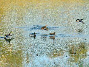 マガモ 10月22日 荒神橋上流