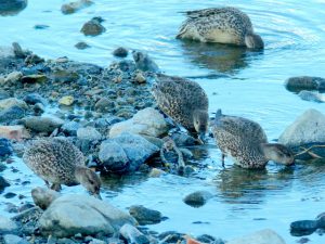 コガモ 10月28日 賀茂大橋