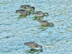 コガモ 10月22日 荒神橋上流
