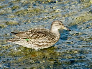 コガモ♀ 11月3日 荒神橋下流