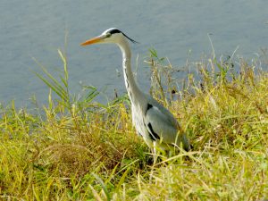 アオサギ 11月30日 北山橋上流