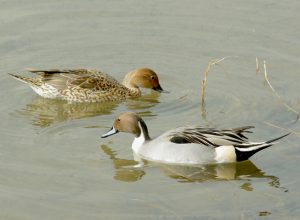 オナガガモ 11月30日 出町橋上流