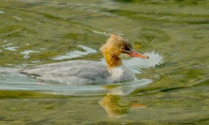 カワアイサ♀ 11月30日 出町橋上流
