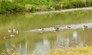 カワアイサ(♂1羽, ♀7/8羽), ヒドリガモ・カップル, コガモ♀1羽 11月30日 出町橋上流