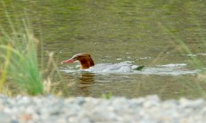 カワアイサ♀1 12月11日 賀茂大橋下流
