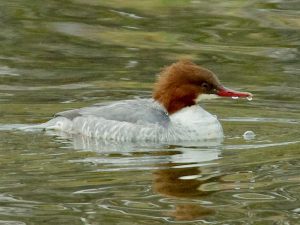 カワアイサ♀4 12月11日 荒神橋上流