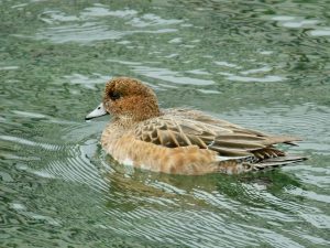 ヒドリガモ♀ 12月11日 賀茂大橋下流