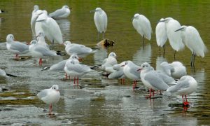 ユリカモメ、コサギ　12月11日 荒神橋下流