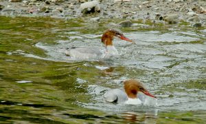 カワアイサ♀2(奥)、♀1(手前)