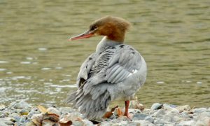 カワアイサ♀3 12月11日 賀茂大橋下流
