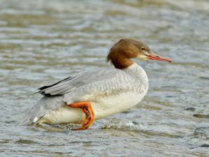 カワアイサ♀5 12月11日 丸太町橋下流