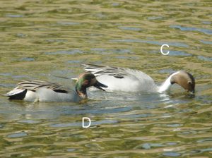 Cはオナガガモ♂、Dはオナガガモとコガモの合体（一年まえと同じひと）