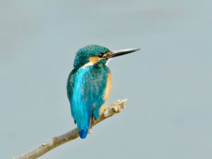 カワセミ♂ 2月24日 賀茂大橋下流