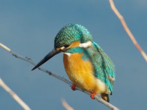 カワセミ♂ 2月2日 御蔭橋下流