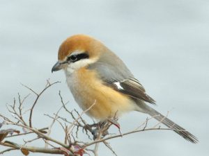 モズ 2月10日 賀茂大橋下流