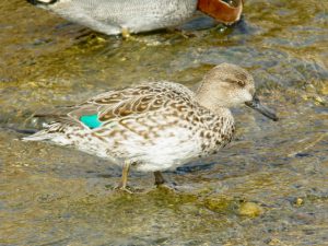 コガモ♀ 2月22日 御蔭橋上流