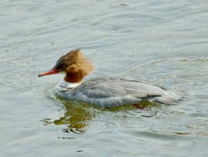 カワアイサ♀ 2月24日 賀茂大橋下流